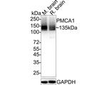 PMCA1 ATPase Antibody in Western Blot (WB)