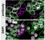 MDH1 Antibody in Immunocytochemistry (ICC/IF)