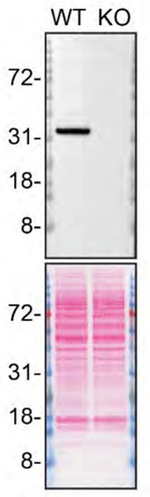 MDH1 Antibody