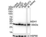 MDH1 Antibody in Western Blot (WB)