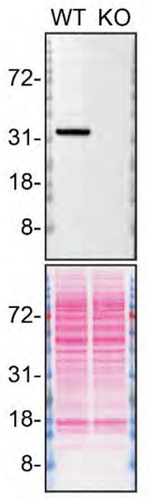 MDH1 Antibody in Western Blot (WB)