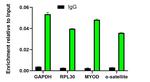 H3K27M Antibody in ChIP Assay (ChIP)