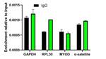 H3K27M Antibody in ChIP Assay (ChIP)