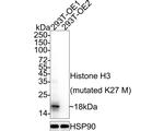 H3K27M Antibody in Western Blot (WB)
