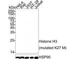 H3K27M Antibody in Western Blot (WB)