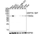 GRP78 Antibody in Western Blot (WB)