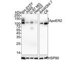 LRP8 Antibody in Western Blot (WB)