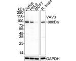 VAV3 Antibody in Western Blot (WB)