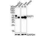GGT1 Antibody in Western Blot (WB)