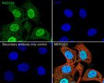 RAD23A Antibody in Immunocytochemistry (ICC/IF)