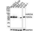 RAD23A Antibody in Western Blot (WB)