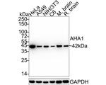 AHA1 Recombinant Rabbit Monoclonal Antibody (JE35-17)
