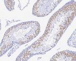 GMNN Antibody in Immunohistochemistry (Paraffin) (IHC (P))