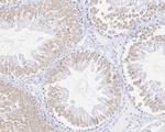 GMNN Antibody in Immunohistochemistry (Paraffin) (IHC (P))