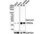 GMNN Antibody in Western Blot (WB)