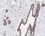 Lamin A/C Antibody in Immunohistochemistry (Paraffin) (IHC (P))