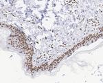 Lamin A/C Antibody in Immunohistochemistry (Paraffin) (IHC (P))