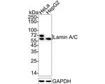Lamin A/C Antibody in Western Blot (WB)