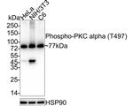 Phospho-PKC alpha (Thr497) Antibody in Western Blot (WB)