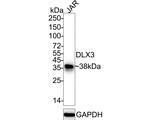 DLX3 Antibody in Western Blot (WB)