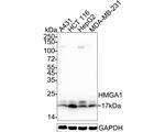 HMGA1 Antibody in Western Blot (WB)