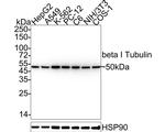 TUBB1 Antibody in Western Blot (WB)
