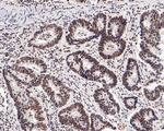 CBP Antibody in Immunohistochemistry (Paraffin) (IHC (P))