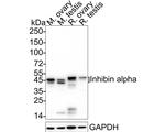 INHA Antibody in Western Blot (WB)
