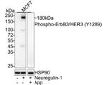 Phospho-ErbB3 (Tyr1289) Antibody in Western Blot (WB)