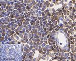 Phospho-VASP (Ser156) Antibody in Immunohistochemistry (Paraffin) (IHC (P))