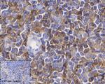 Phospho-VASP (Ser156) Antibody in Immunohistochemistry (Paraffin) (IHC (P))