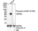 Phospho-VASP (Ser156) Antibody in Western Blot (WB)