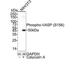 Phospho-VASP (Ser156) Antibody in Western Blot (WB)