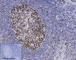 Phospho-MCM2 (Ser40) Antibody in Immunohistochemistry (Paraffin) (IHC (P))