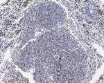 Phospho-MCM2 (Ser40) Antibody in Immunohistochemistry (Paraffin) (IHC (P))