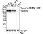 Phospho-MCM2 (Ser40) Antibody in Western Blot (WB)