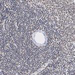Phospho-AKT1/AKT2/AKT3 (Ser473) Antibody in Immunohistochemistry (Paraffin) (IHC (P))