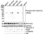 Phospho-AKT1/AKT2/AKT3 (Ser473) Antibody in Western Blot (WB)