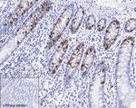 Phospho-CDK1/CDK2/CDK3 (Thr14) Antibody in Immunohistochemistry (Paraffin) (IHC (P))