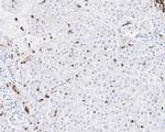 Phospho-CDK1/CDK2/CDK3 (Thr14) Antibody in Immunohistochemistry (Paraffin) (IHC (P))