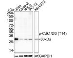 Phospho-CDK1/CDK2/CDK3 (Thr14) Antibody in Western Blot (WB)