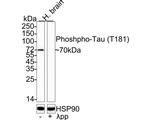 Phospho-Tau (Thr181) Antibody in Western Blot (WB)