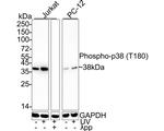Phospho-p38 MAPK (Thr180) Antibody in Western Blot (WB)