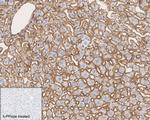 Phospho-Ezrin/Radixin/Moesin (Thr567, Thr564, Thr558) Antibody in Immunohistochemistry (Paraffin) (IHC (P))