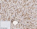 Phospho-Ezrin/Radixin/Moesin (Thr567, Thr564, Thr558) Antibody in Immunohistochemistry (Paraffin) (IHC (P))