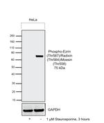 Phospho-Ezrin/Radixin/Moesin (Thr567, Thr564, Thr558) Antibody