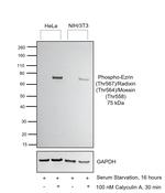 Phospho-Ezrin/Radixin/Moesin (Thr567, Thr564, Thr558) Antibody