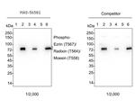 Phospho-Ezrin/Radixin/Moesin (Thr567, Thr564, Thr558) Antibody in Western Blot (WB)