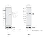 Phospho-Ezrin/Radixin/Moesin (Thr567, Thr564, Thr558) Antibody in Western Blot (WB)