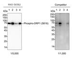 Phospho-DNM1L (Ser616) Antibody in Western Blot (WB)